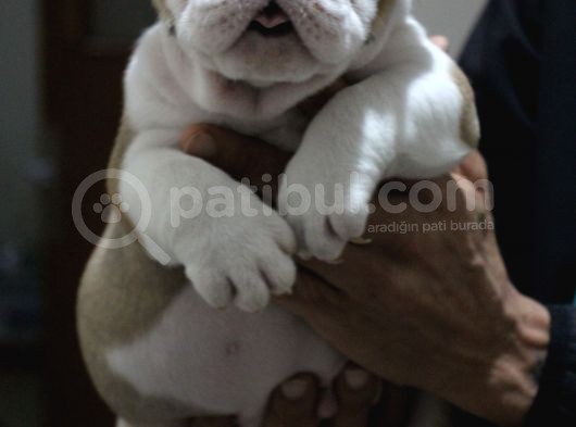 Üst Düzey İngi̇li̇z Buldog Yavrular görsel