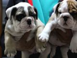 ÜST DÜZEY İNGİLİZ BULDOG YAVRULAR