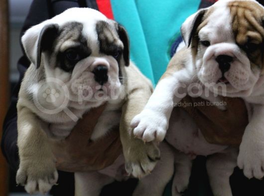 Üst Düzey İngi̇li̇z Buldog Yavrular