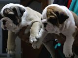 Üst Düzey İngi̇li̇z Buldog Yavrular
