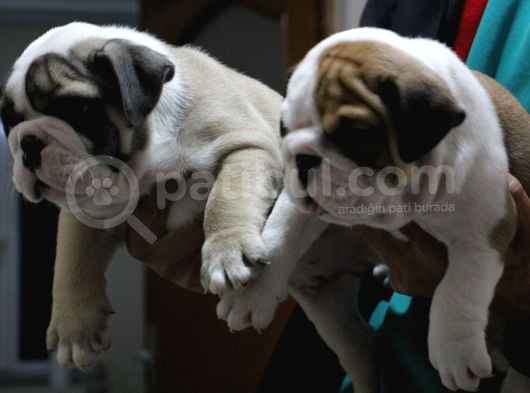 Üst Düzey İngi̇li̇z Buldog Yavrular görsel