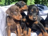 Şampiyon Soydan Doberman Yavrular