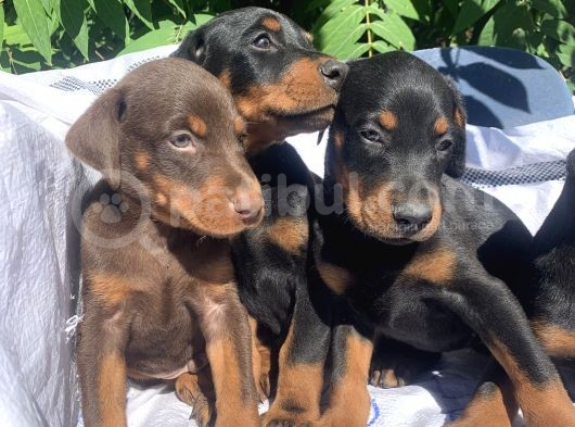 Şampiyon Soydan Doberman Yavrular görsel