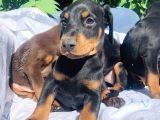 Şampiyon Soydan Doberman Yavrular
