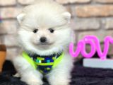 En Tatli Show Kali̇te Pomerani̇an Boo Erkek Yavru