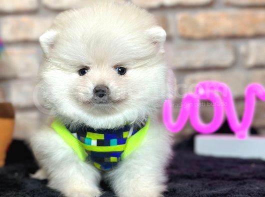 En Tatli Show Kali̇te Pomerani̇an Boo Erkek Yavru görsel