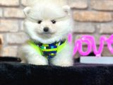 En Tatli Show Kali̇te Pomerani̇an Boo Erkek Yavru