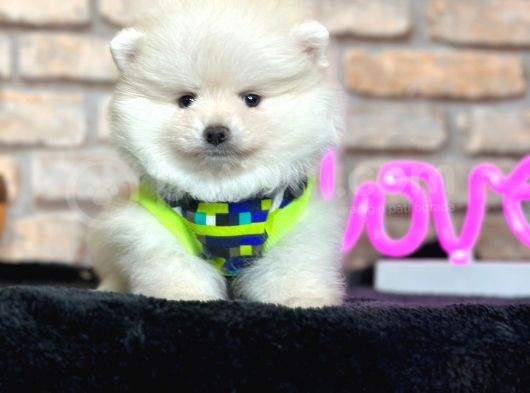 En Tatli Show Kali̇te Pomerani̇an Boo Erkek Yavru görsel