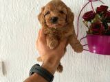 Malti̇poo Bebekler