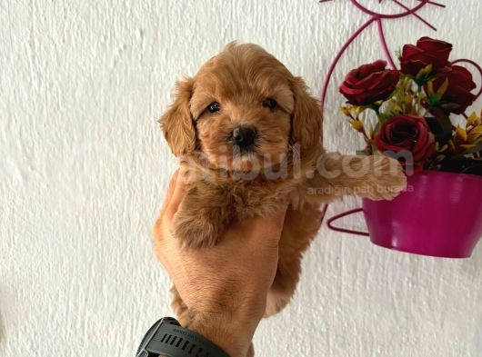 Malti̇poo Bebekler görsel