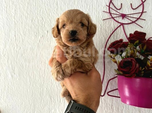 Malti̇poo Bebekler görsel