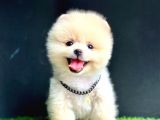 Gülen Yüz Pomeranian Boo