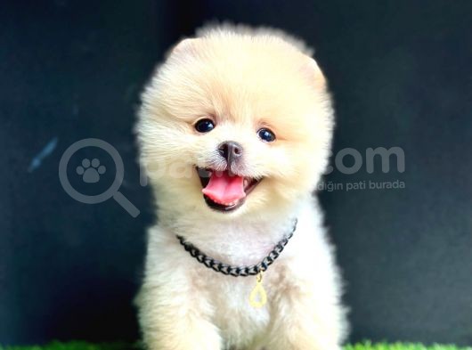 Gülen Yüz Pomeranian Boo görsel