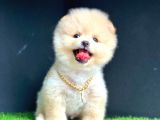 Yok Böyle Bir Güzellik Pomeranian Boo
