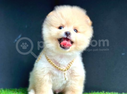 Yok Böyle Bir Güzellik Pomeranian Boo görsel
