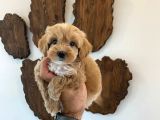 MALTİPOO BEBEKLER