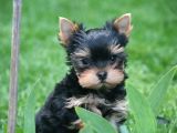 Teacup Yorkshire Terrier Yavrularımız