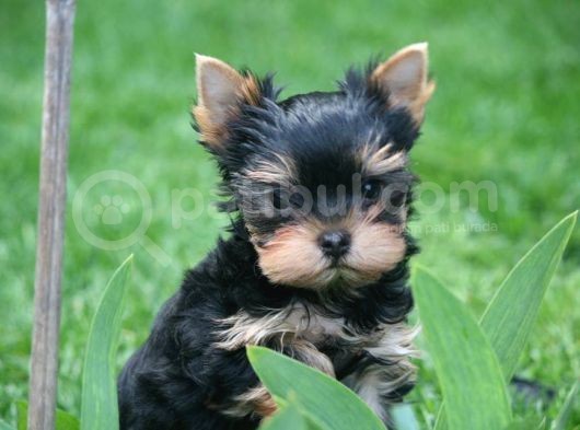 Teacup Yorkshire Terrier Yavrularımız
