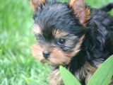 Teacup Yorkshire Terrier Yavrularımız