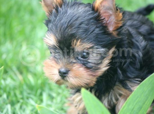 Teacup Yorkshire Terrier Yavrularımız görsel