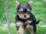 Teacup Yorkshire Terrier Yavrularımız