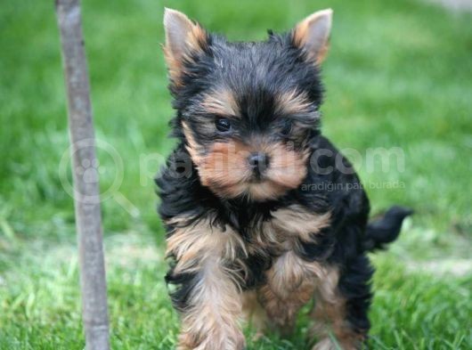 Teacup Yorkshire Terrier Yavrularımız görsel