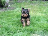Teacup Yorkshire Terrier Yavrularımız