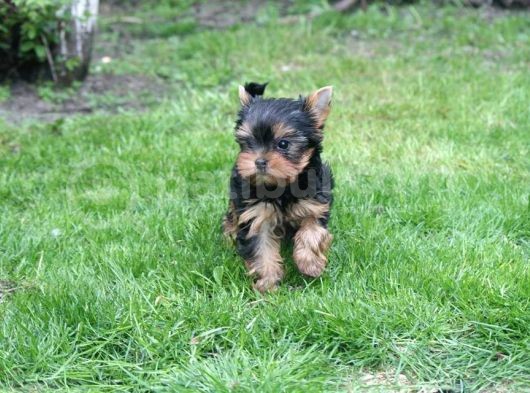 Teacup Yorkshire Terrier Yavrularımız görsel