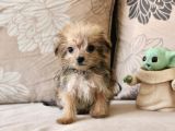 teacup morkie kızımız