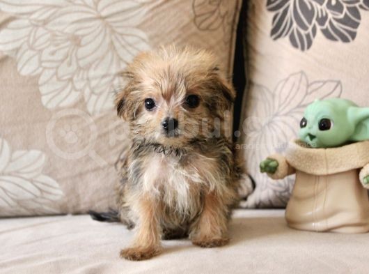 Teacup Morkie Kızımız
