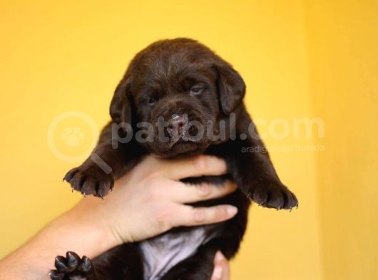 Safkan Çikolata Labrador Yavruları Fcı -Kıf Secere görsel