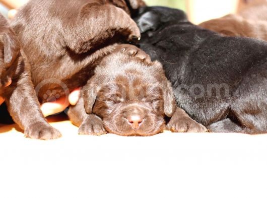 Safkan Çikolata Labrador Yavruları Fcı -Kıf Secere görsel