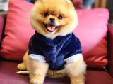 GERÇEK Yetişkin Ayı Surat Pomeranian BOO