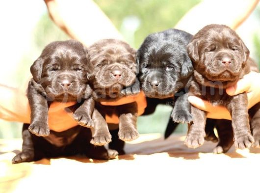 Safkan Çikolata Labrador Yavruları Fcı -Kıf Secere