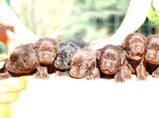 Safkan Çikolata Labrador Yavruları Fcı -Kıf Secere görsel