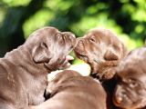 Safkan Çikolata Labrador Yavruları Fcı -Kıf Secere