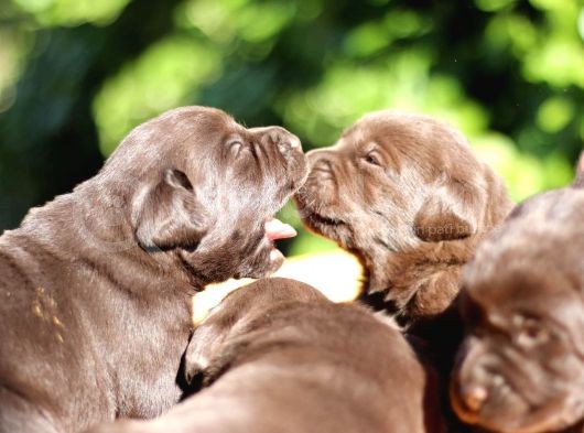 Safkan Çikolata Labrador Yavruları Fcı -Kıf Secere görsel