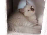 Safkan Ragdoll