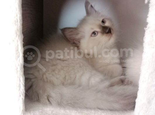 Safkan Ragdoll görsel