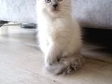 Safkan Ragdoll