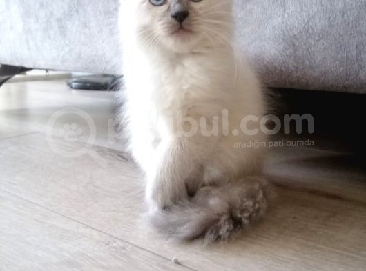 Safkan Ragdoll görsel