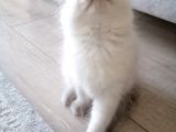 Safkan Ragdoll