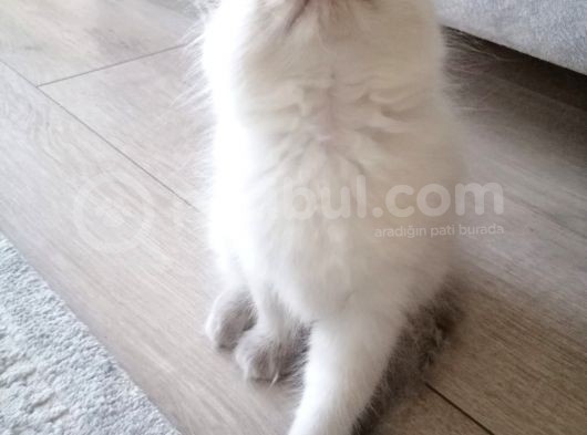 Safkan Ragdoll görsel