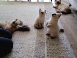 Safkan Ragdoll