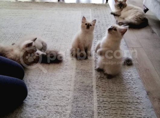Safkan Ragdoll
