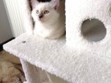 Safkan Ragdoll
