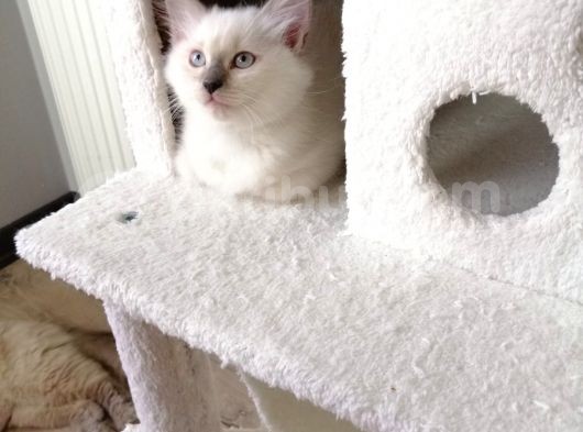 Safkan Ragdoll görsel