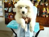 Ayi̇ Yavrusu Samoyed A Kali̇te Irk