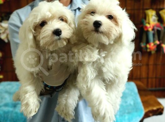 Bembeyaz Maltese Terri̇er 0 Numara