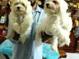 Bembeyaz Maltese Terri̇er 0 Numara